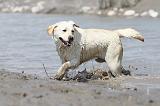 LABRADOR 529